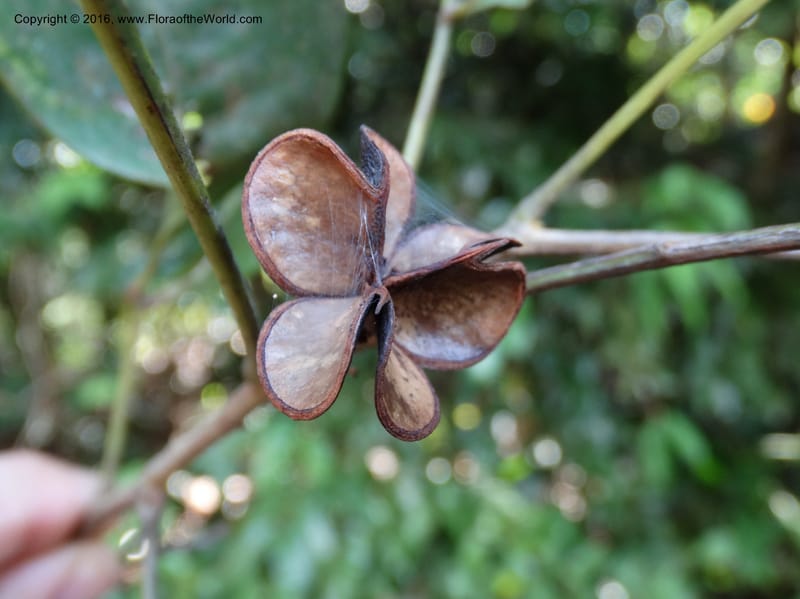 Guioa diplopetala, Buerki, S 343--Sabah. G. Silam. 2 Oct 2014. DSC01167 (273).JPG