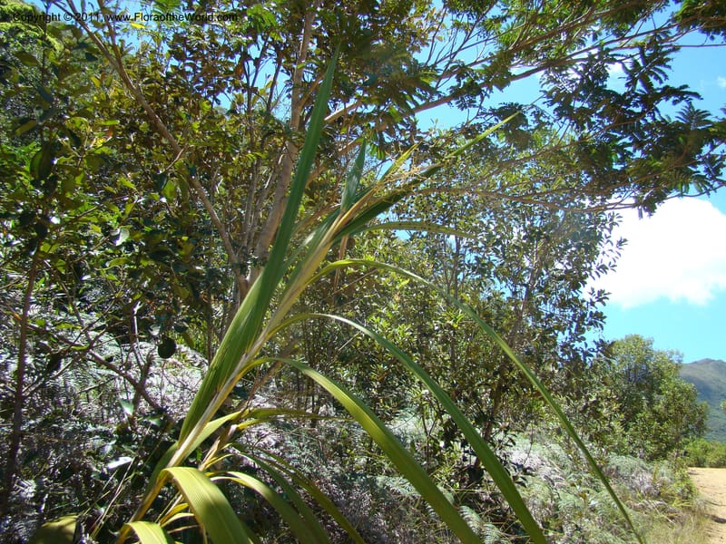 Joinvillea,  Munzinger, J 4656--New Caledonia, Province du Sud, Dumbea barrage,  11 Nov 2007 DSC06545 (7).jpg