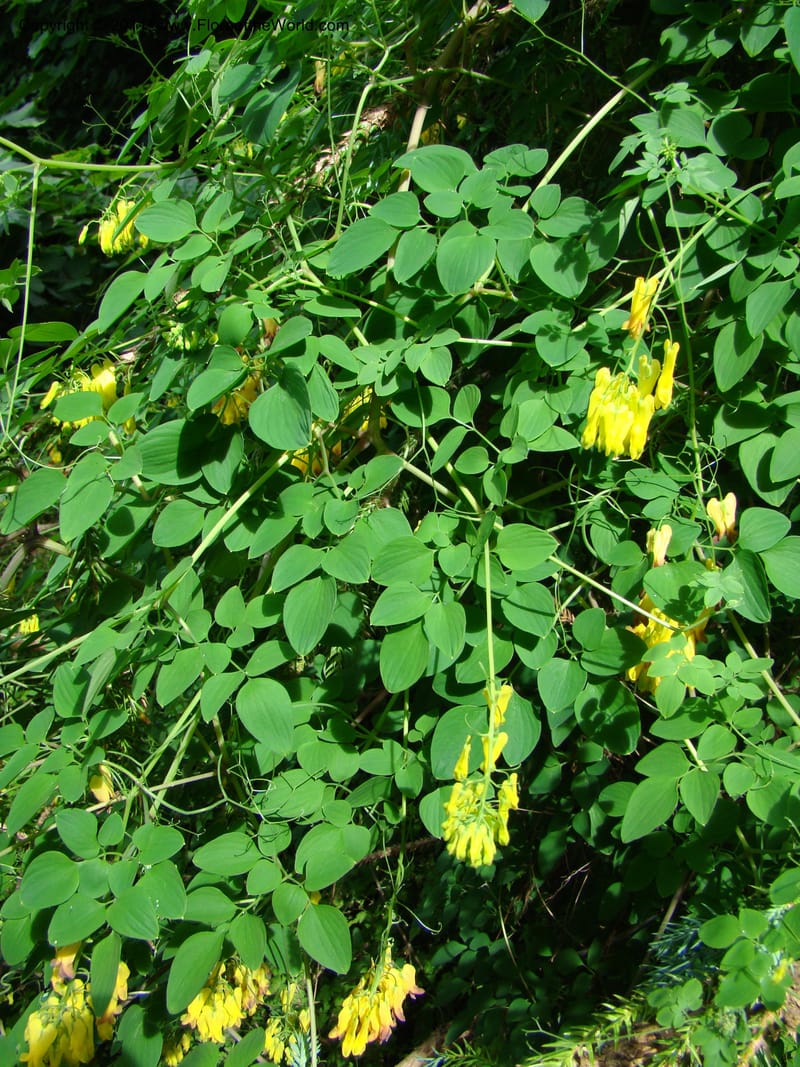 Dicentra scandens--Canada. BC. Univ. BC Bot. Garden. 27 Jul 08. 430.jpg