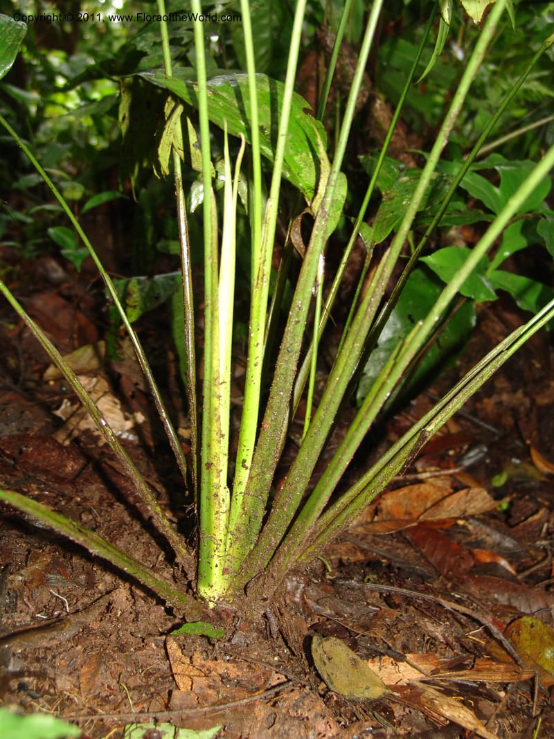 Spathiphyllum, RVasquez31588--Peru. Prov.  Oxa. Estac. Paujil. Camino  Pozo Tigre. 17 Oct 06. 380.jpg
