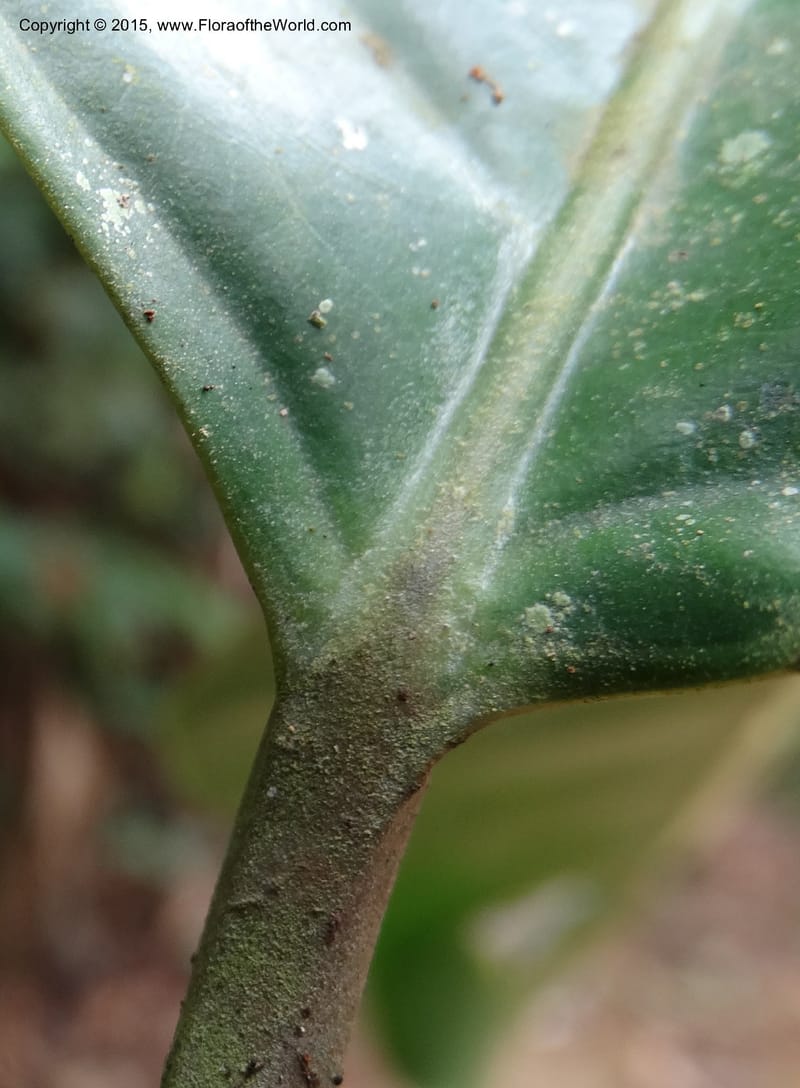 Oncoba, Davidson, C 12336B--Cameroon. Mokoko For. Res. 20 Mar 2014. DSC02622 (22).JPG