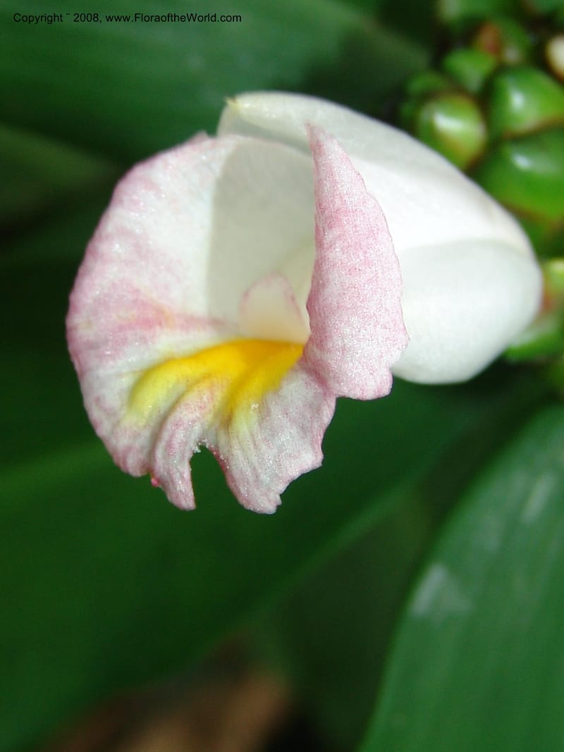 Costus, GSimon, 1456--Tanz. Mzelezi F. Res. S of Mbangayao Sch. 13 Feb 06. 004.jpg