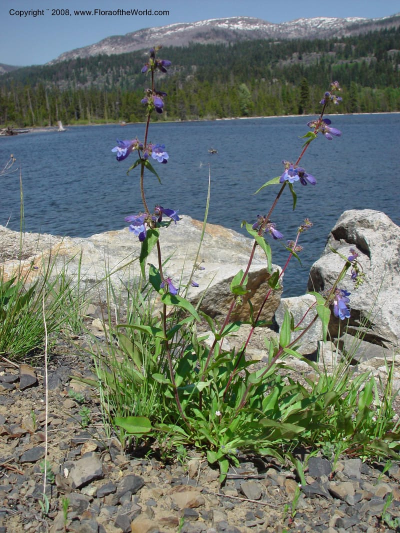 Penstemon albertinus, CDavidson10988--ID. Valley Co. Payette Lake. 12 Jun 03. 051.jpg
