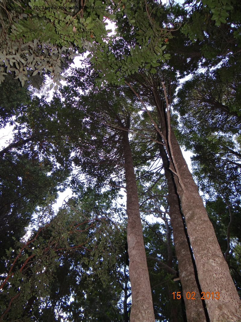 Gomortega keule, W. D. Stevens 34081--Chile, R N  Los Queules, 15 Feb 2013  8107 (5).JPG