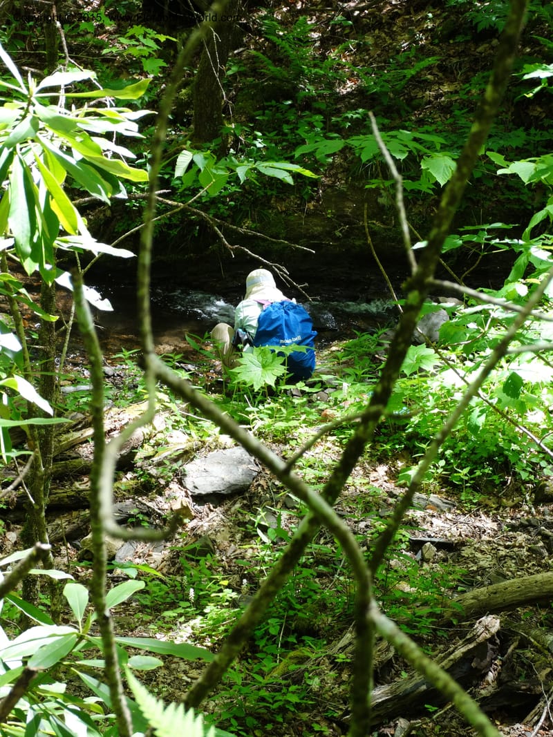 No Carolina. Clay Co. Perry Gap Rd, Barnards Cr. 13 May 2015. DSC04860 (158).JPG