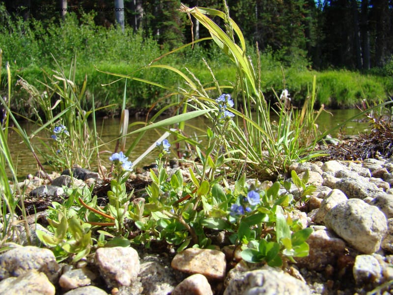 Veronica serpyllifolia ssp humifusa, CDavidson11275--ID. Idaho Co. Warren Wagon Rd., Sesesh Cr. 24 Aug 08. 055.jpg