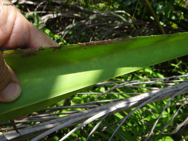 Pandanus kamiae, Callmander, M 1021--Sabah. Klias Forest Reserve. 3 Apr 2012. DSC06489 (106).JPG
