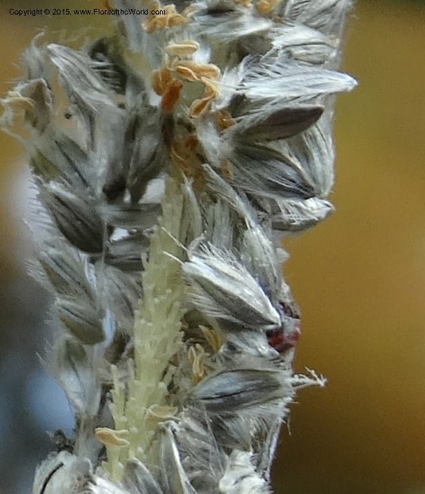 Alopecurus aequalis, Davidson, C 12610--Idaho. Valley Co. Payette Lake. Sylvan Cr. 20 Jul 2014. DSC00669 (126).JPG
