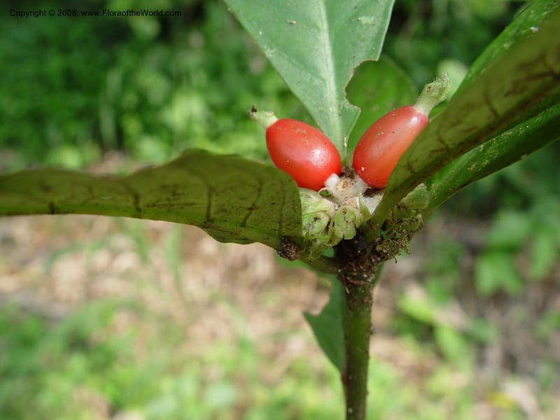 Psychotria--Cameroon. Mt. Cameroon. 6 Dec 03. 154.jpg