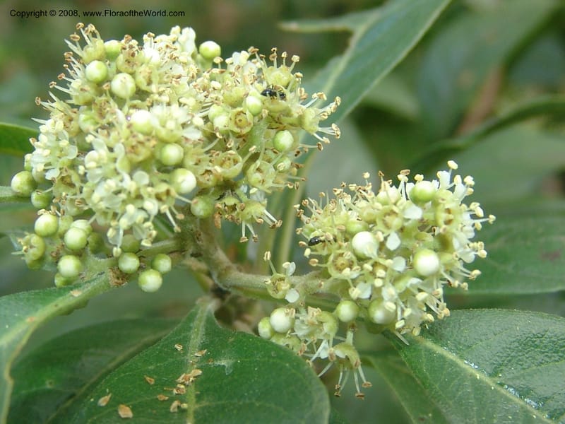 Heteropyxis dehniae--So. Africa.  Mpumalanga. Karino. Whyte Thorne Garden. 19 Mch 05. 025.jpg