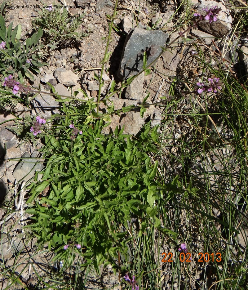 Stachys grandidentata, W. D. Stevens 34186--Chile, La Laguna Maule, 22 Feb 2013 9561 (5).JPG