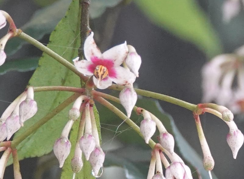 Ardisia virens, D. Boufford 44152--China. Yunnan. Bam Po village. 5 May 2018. DSC02406 (218).JPG