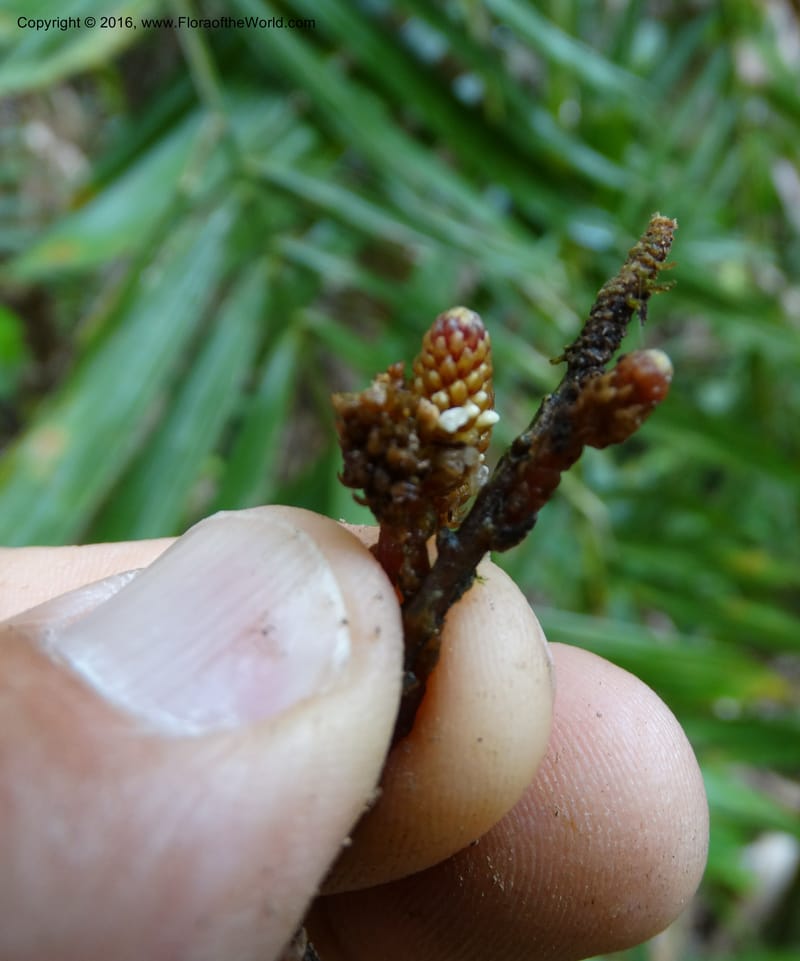 Epirixanthes, Davidson, C 12753--Sabah. Hampuan FR. 13 Oct 2014. DSC04689 (7).JPG