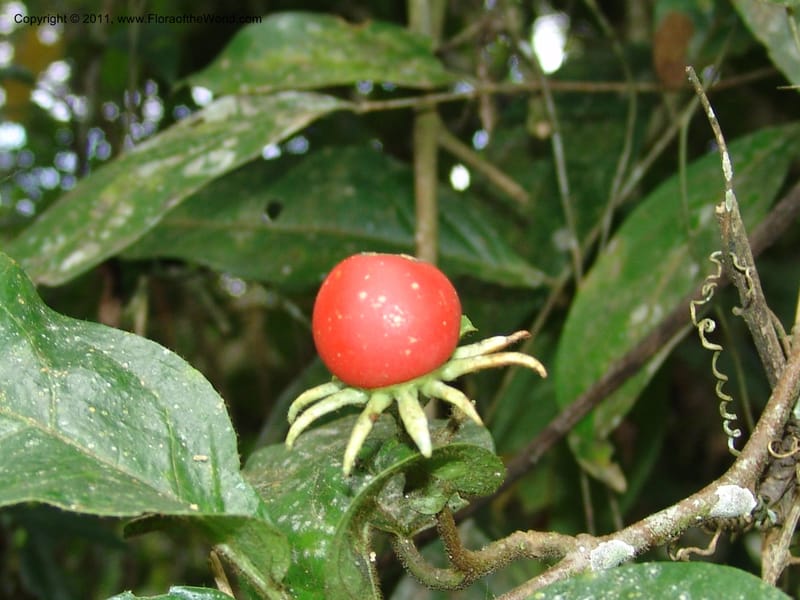 Lycianthes, Croat 95264--Ecuador. Prov. Pichincha. Tinalandia. 24 Feb 05. 251 (2).jpg