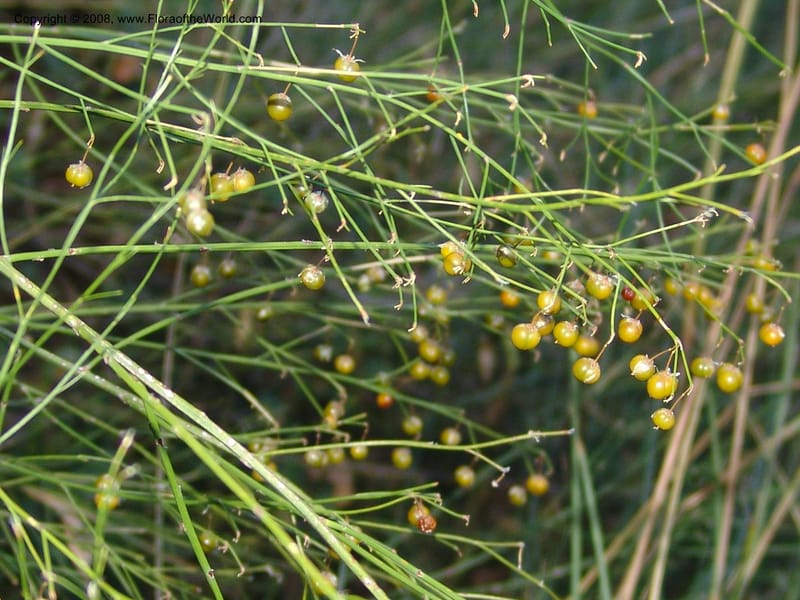 Asparagus virgatus--So.Africa. E. Cape. Joubert's Pass, SE of Lady Gray. 9 Mch 05. 312.jpg