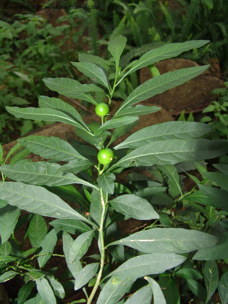 Solanum--So.Africa. KZN. Midl. Meand. Granny Mouse. 13 Mch 05. 124.jpg