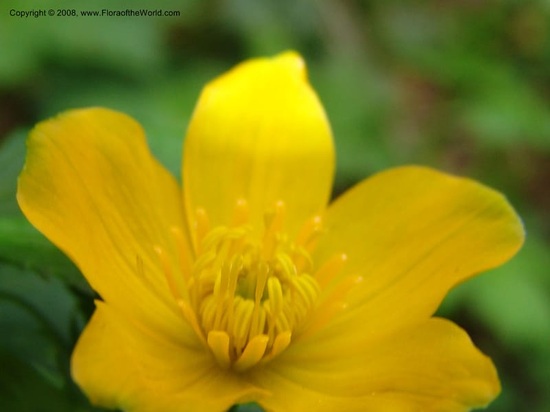 Trollius ranunculinus--Georgia. Kazbeki . Trail-road to Sameba Church. 2 Jun 05. 079.jpg