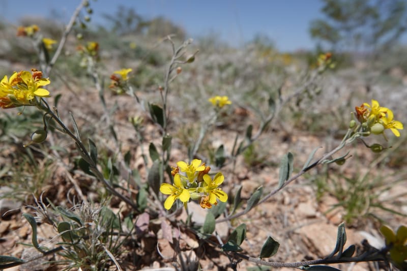Lesquerella gordonii, C. Davidson 13997--AZ. Cochise Co. Geronimo Trail Rd. 10 Apr 2019. DSC07357 (82).JPG