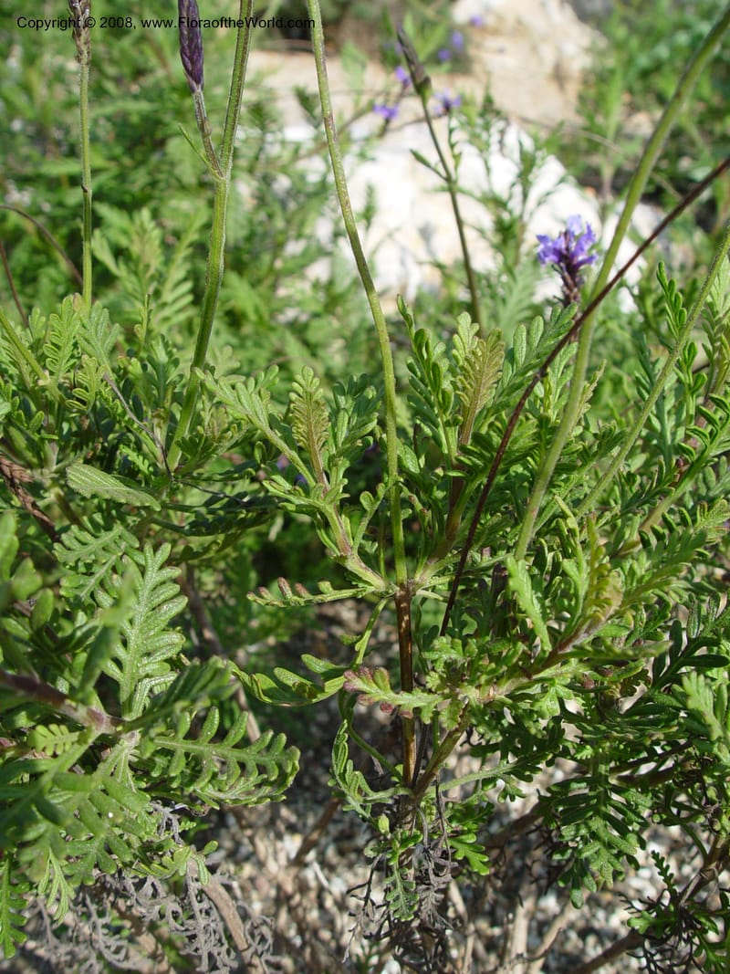 Lavandula multifida, 2003.0410--Spain. Barcelona Botanic Garden. 19 Apr 04. 153.jpg