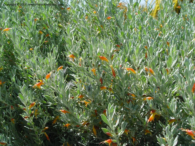 Eremophila glabra--Spain. Barcelona Botanic Garden. 21 Apr 04. 036.jpg