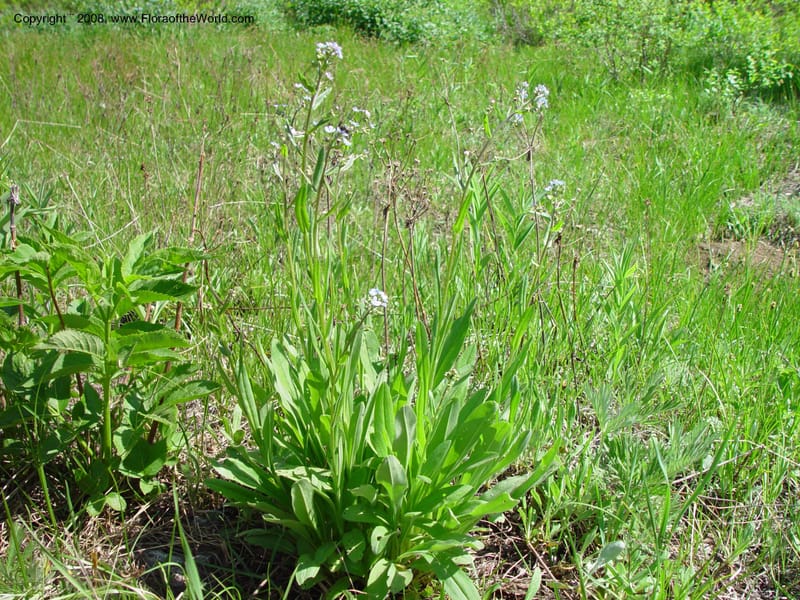 Myosotis--ID. Valley Co. Payette Lake. 12 Jun 03. 103.jpg