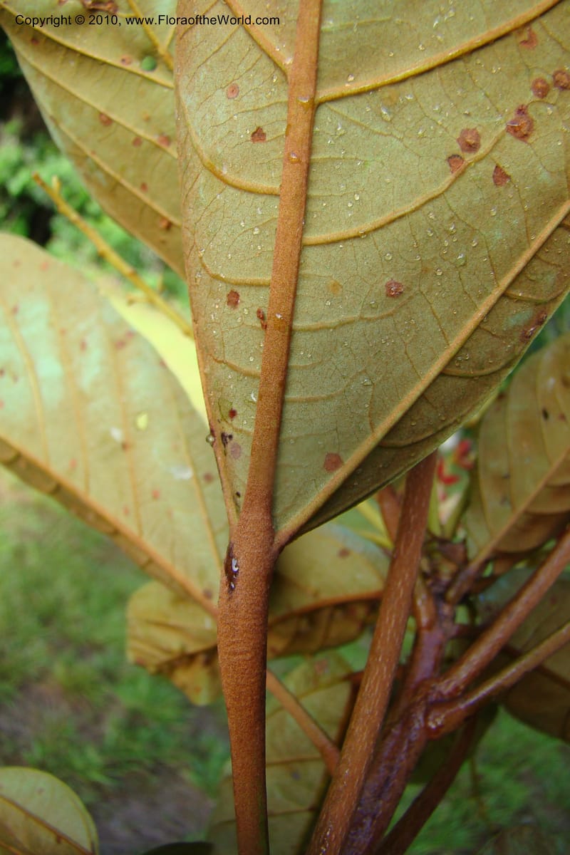 Sterculia villifera, Mori, 27339--French Guiana. Les Nouragues Station. 27 Oct 09. 045.jpg