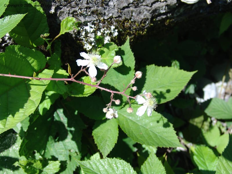 Rubus caucasicus--Georgia. Lagodekhi  Forest Reserve. 11 Jun 05. 164.jpg