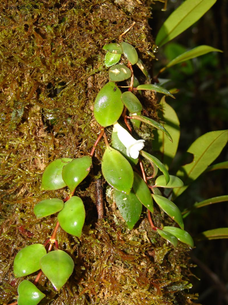 Codonanthe, RVasquez31544--Peru. Prov. Oxa. Estac. Paujil. Send. El Mirador. 16 Oct 06. 207.jpg