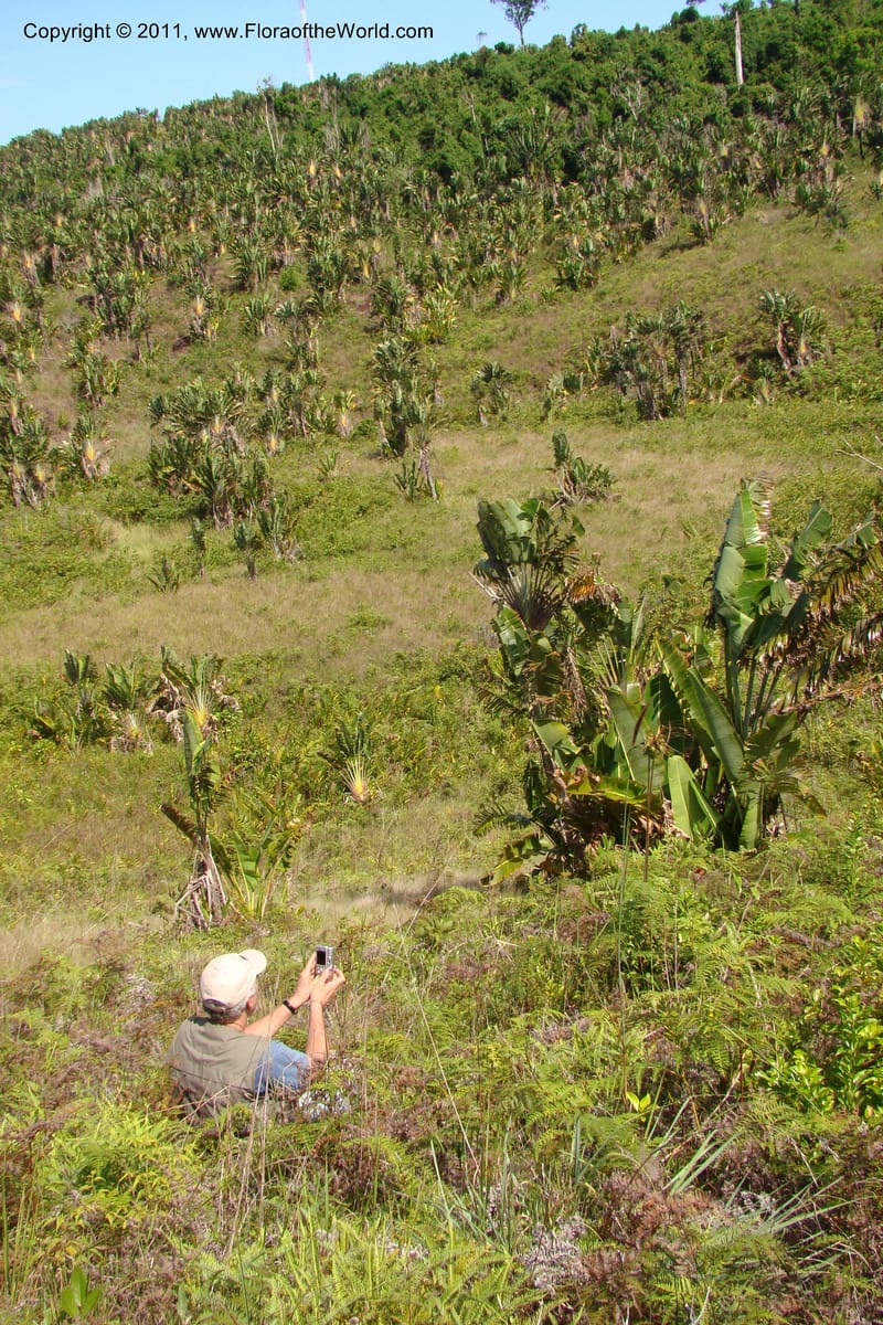 Tacca, Phillipson 6125--Madagascar. Prov. Fianarantsoa. Manombo Nat. Park. 13 Jan 09. 231.jpg