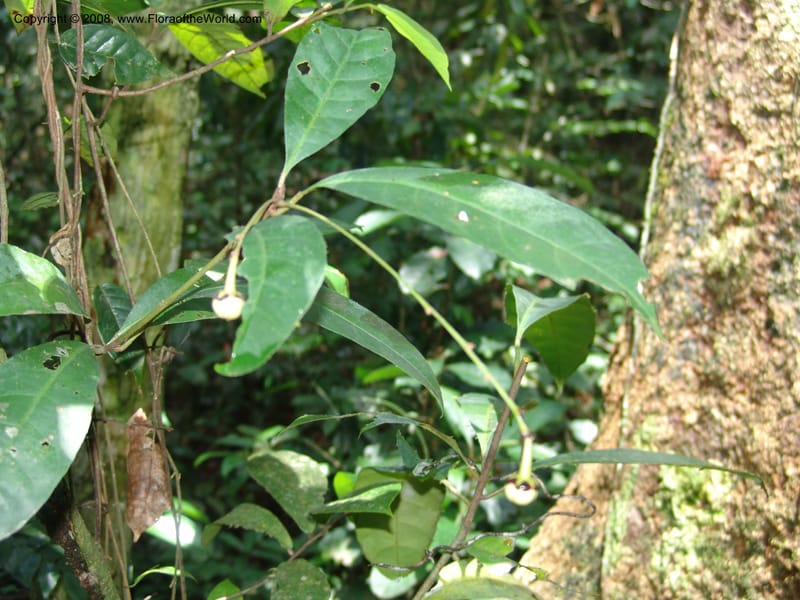 Crotonogyne--Gabon. Prv. Estuaire. Mondah For. 16 Apr 06. 295.jpg