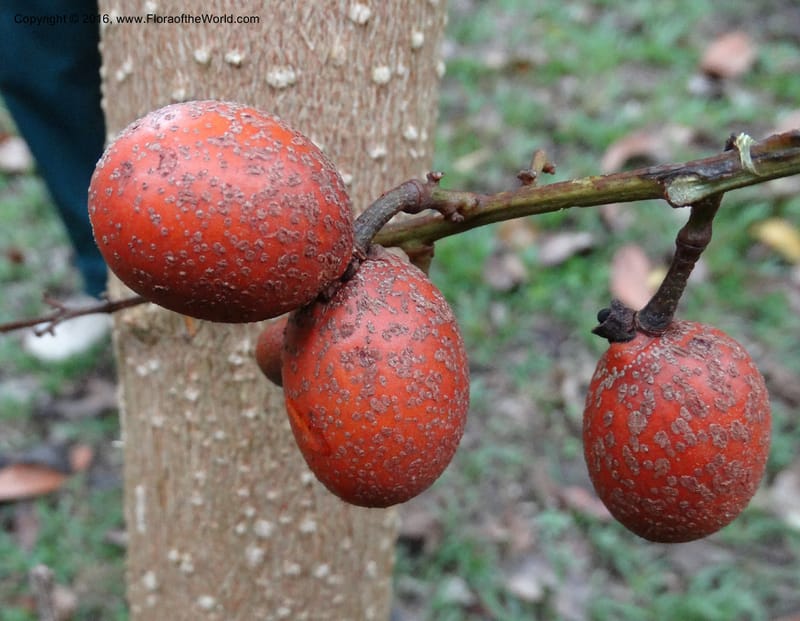 Lepisanthes, Buerki, S 363--Sabah. Ulu Senagang. 9 Oct 2014. DSC03434 (329).JPG