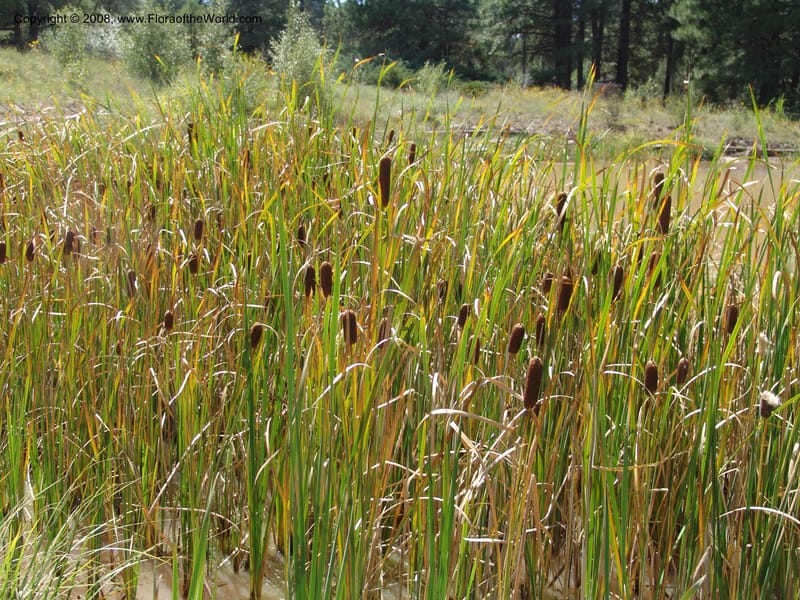 Typha latifolia--AZ. Arboretum at Flagstaff. 3 Sep 04. 215.jpg