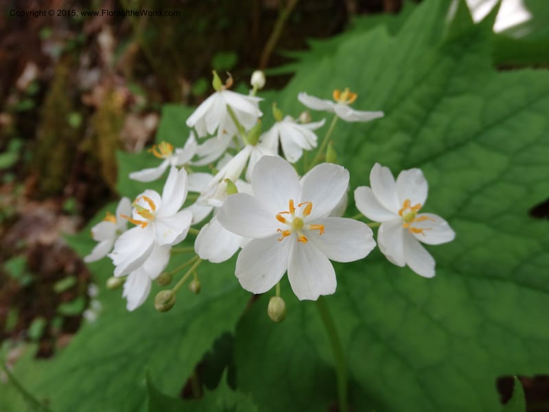 Diphylleia cymosa, Davidson, C 12981--North Carolina. Clay Co. Perry Gap Rd, Barnard's Cr. 13 May 2015. DSC04860 (9).JPG