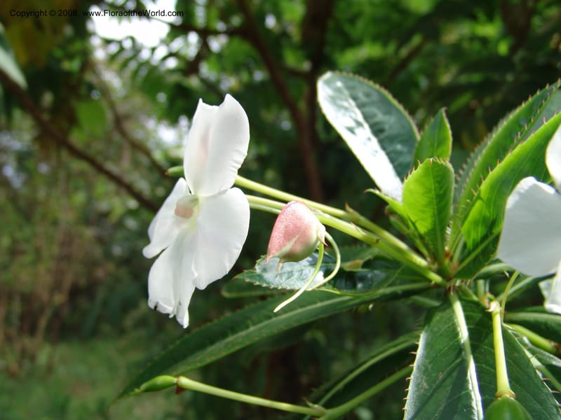 Impatiens sodenii--Kenya. Limuru.  Barry Cameron's Garden. 12 Jul 04. 029.jpg