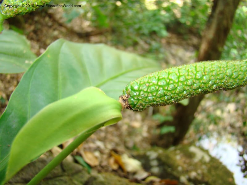Anthurium acutifolium, B. Hammel 24632--Costa Rica. Puntar. rd betw Atenas and Orotina. 10 Apr 08. 043 (2).jpg