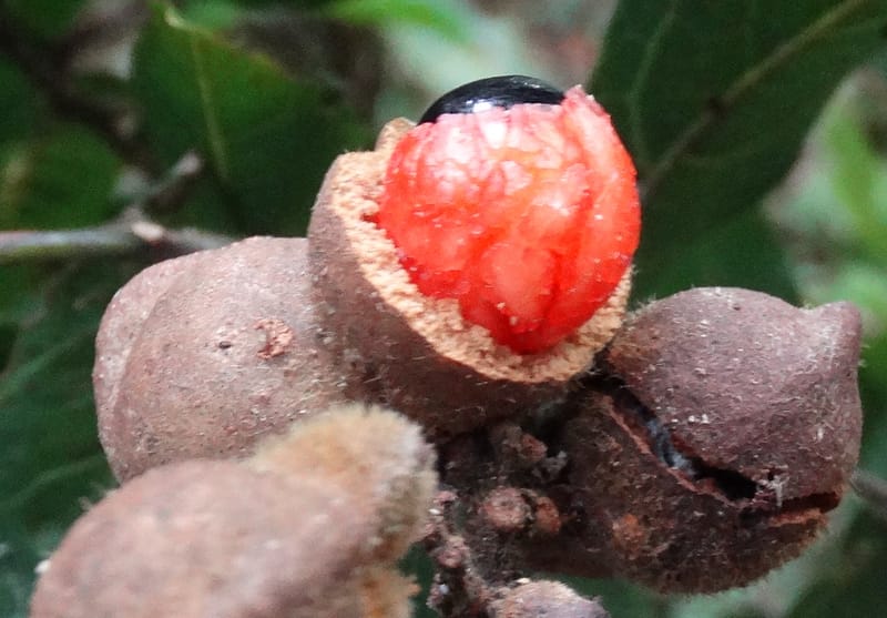 Alectryon hirsutus, Munzinger, J 7420--New Caledonia. Foret du Koghi. 13 Fri 2015. DSC02196 (214).JPG