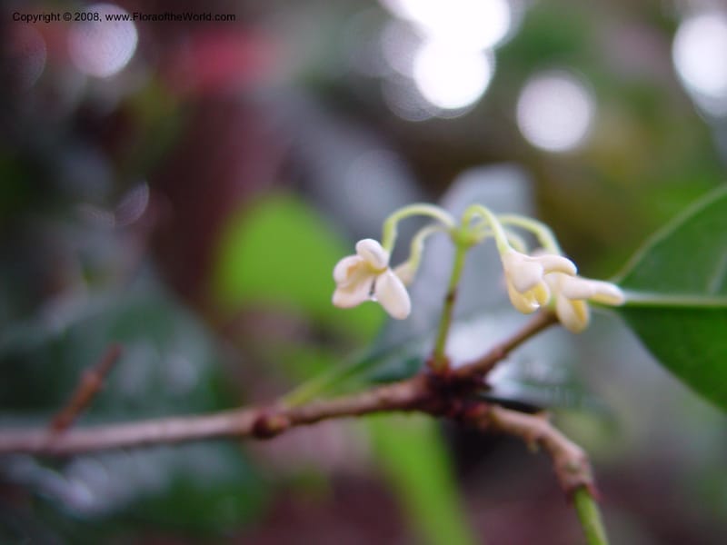 Osmanthus fragrans--CA. UCLA. Mathias Bot. Gard. 13 Feb 03. 070.jpg