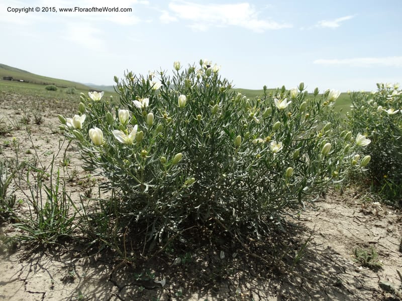 Peganum harmala, Davidson, C 12436--Georgia (Caucasus). Kakheti Region. (Kiziki). Toward Vashlovani. 6 Jun 2014. DSC07328 (451).JPG