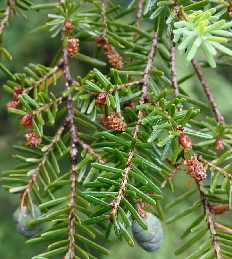 Tsuga chinensis, Tseng Yu-Hsin 1332--Taiwan. Taroko Nat. Park. Mt. Bilu Trail. 21 May 2016.  (194).JPG