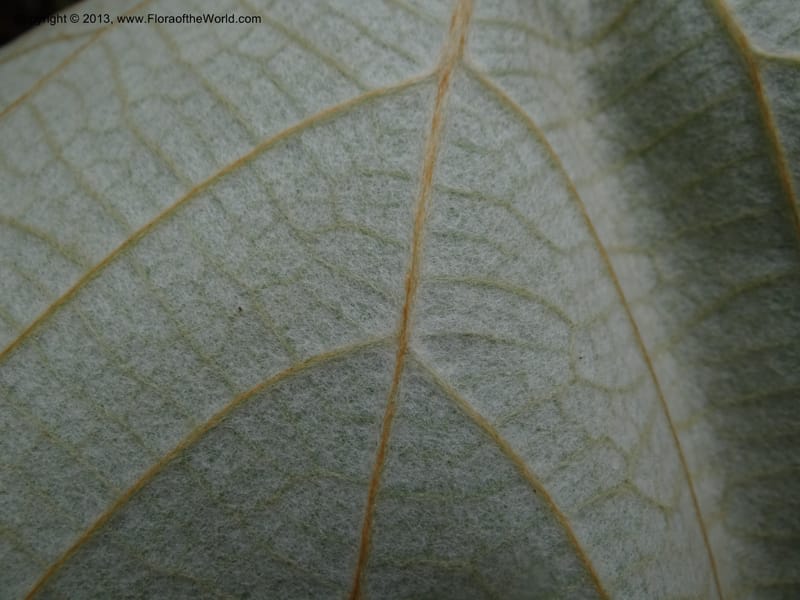 Ampelocissus, SAN.153249--Malaysia, Sabah. Tawai For. Res. 9 Apr 2012. DSC07890 (141).JPG
