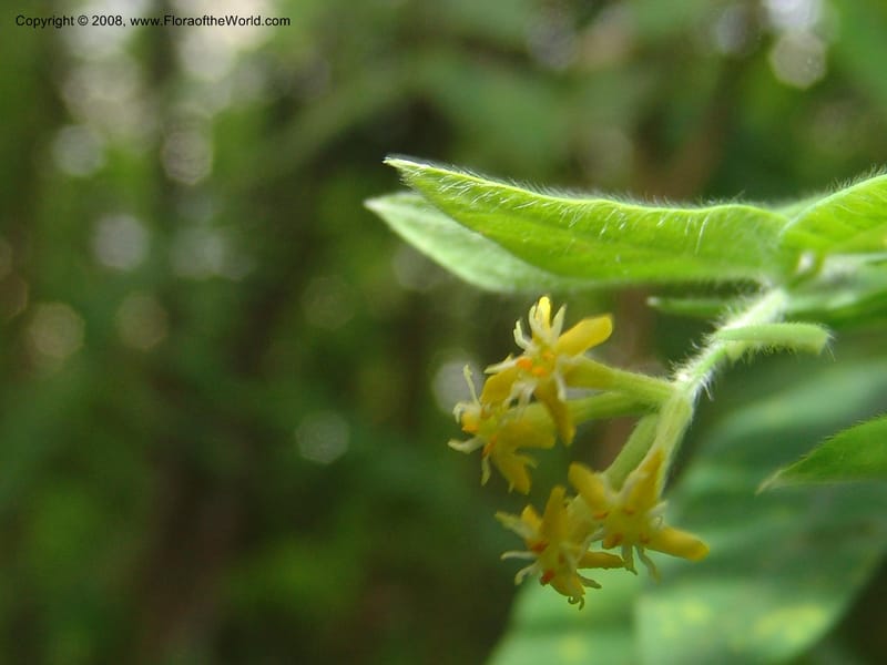 Englerodaphne pilosa--So.Africa. Mpumal. Buffelskloof Private Nat. Res. 17 Mch 05. 287.jpg