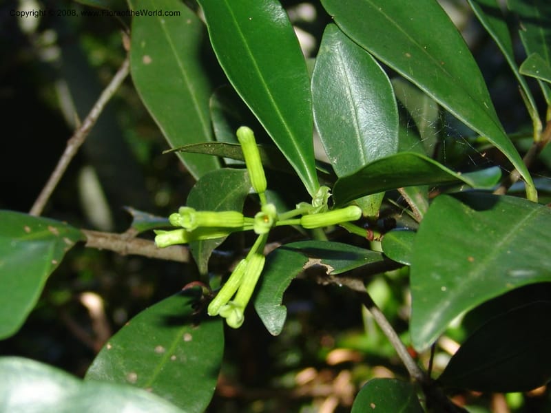 Peddiea africana--So.Africa. KZN. Scottburgh, S of Durban. 12 Mch 05. 005.jpg