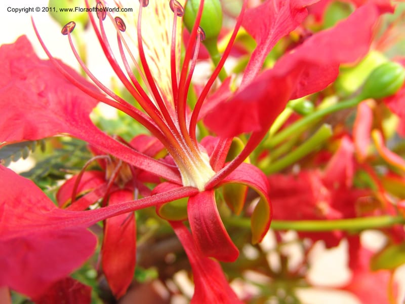 Delonix regia, ROR1560--Madag. Prov. Antsir. Orangea For. Pres. 9 Nov 06. 220 (18).jpg