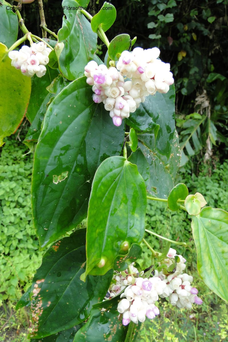 Medinilla, M. Tuiwawa 4922--Fiji. Area of Monasavu Dam I. 9 Feb 2011. 252 (1).jpg