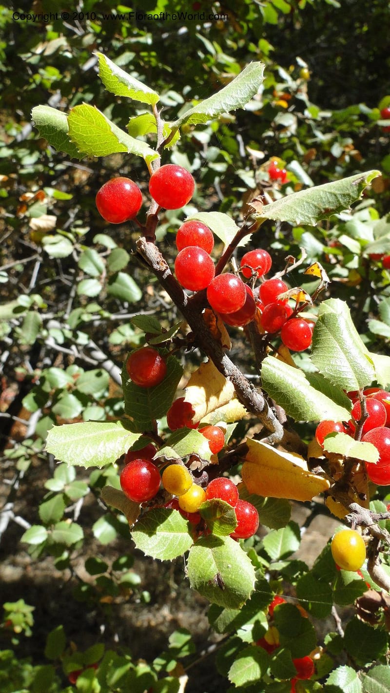 Rhamnus illicifolia, C. Davidson 11793--CA. Contra Costa Co. Mt. Diablo. Donner Canyon. 1 Sept 2010. 092 (69).jpg