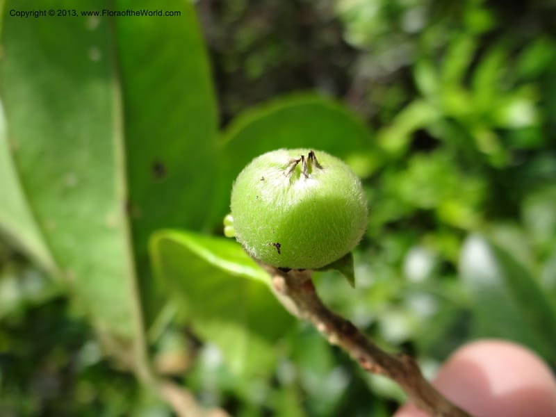 Pyrenaria diospyricarpa, VC 5500--Thailand. Chiang Mai. Doi Inthanon N. P. 8 Nov 2012. DSC07747 (199).JPG