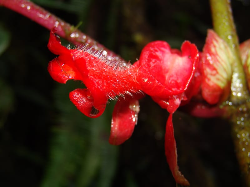 Croat94373--Ecuador. Prov. Pichincha. Reserva Bellavista. 9 Feb 05. 027a.jpg