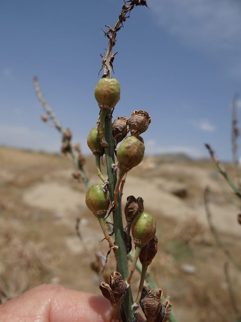 Asphodelus microcarpus--Kurdistan. Germaspan. 21 May 2013. DSC04190 (46).JPG