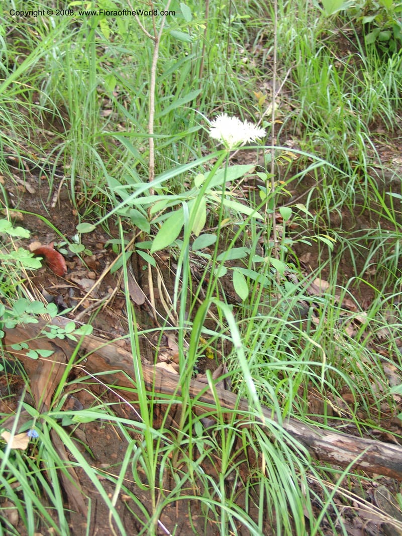 Cyperus, RGereau6858--Tanz.  Ca 10 km N of Mahenge. 18 Feb 06. 024.jpg