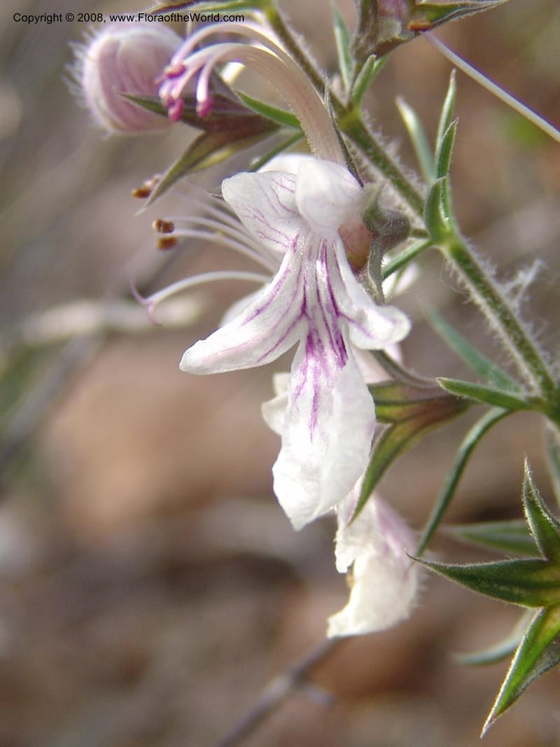 Teucrium pseudochamaepitys--Spain. Prov. Alm. Cabo d Gata. Jard.Bot.El Abardinal. 23 Apr 05. 135.jpg